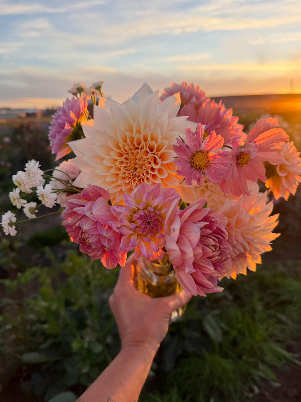 Cal Mini Jolene