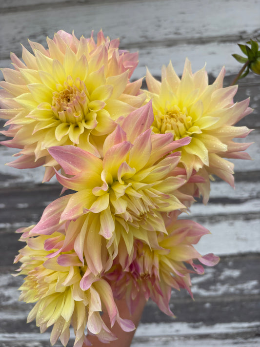 Lakeview Blush